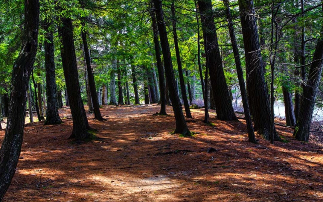 Hiking in Emmet County