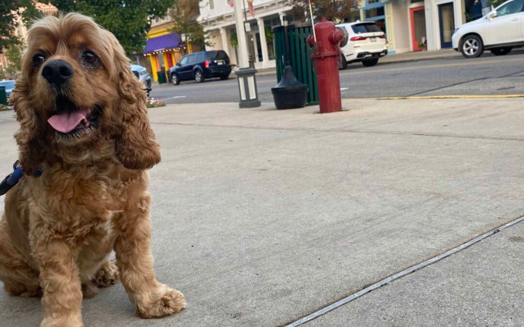 Dog Friendly Activities