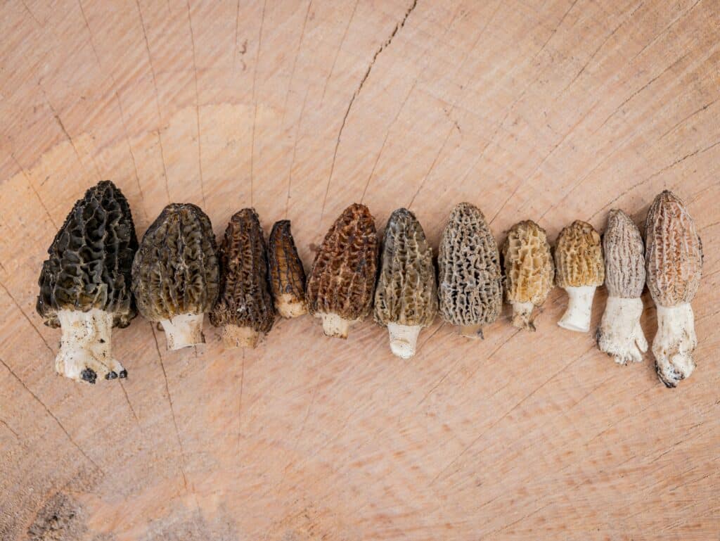 Morel mushroom hunting northern michigan