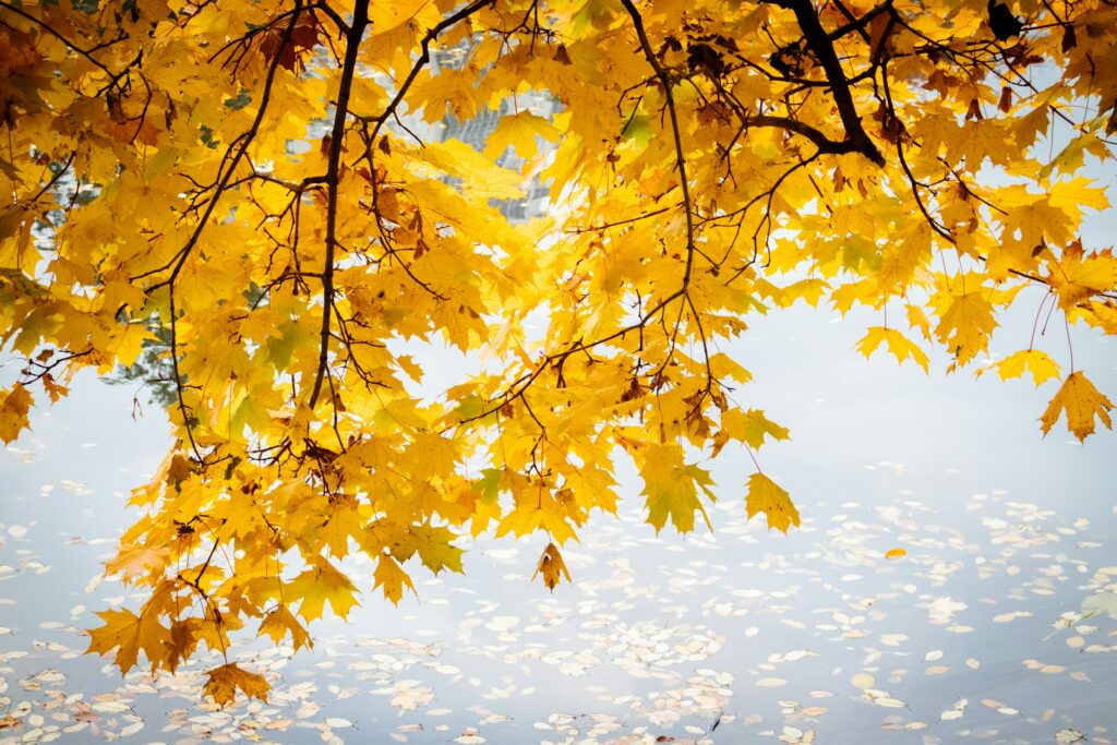 Fall in northern michigan